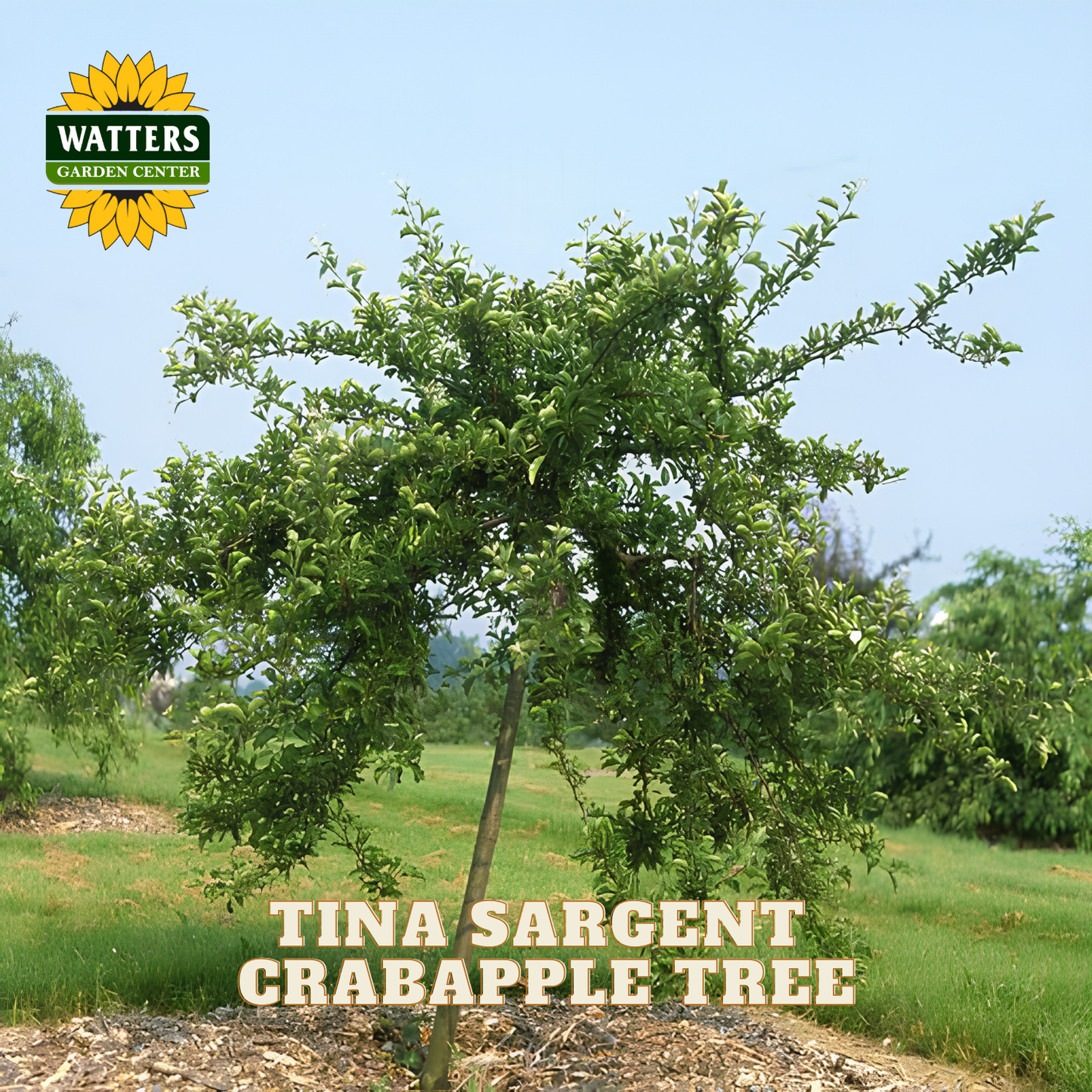 A young crabapple tree with dense green foliage and a slender trunk, shown outdoors in a nursery or garden setting. Text at the bottom reads 'TINA SARGENT CRABAPPLE TREE,' and the Watters Garden Center logo appears in the top left corner.