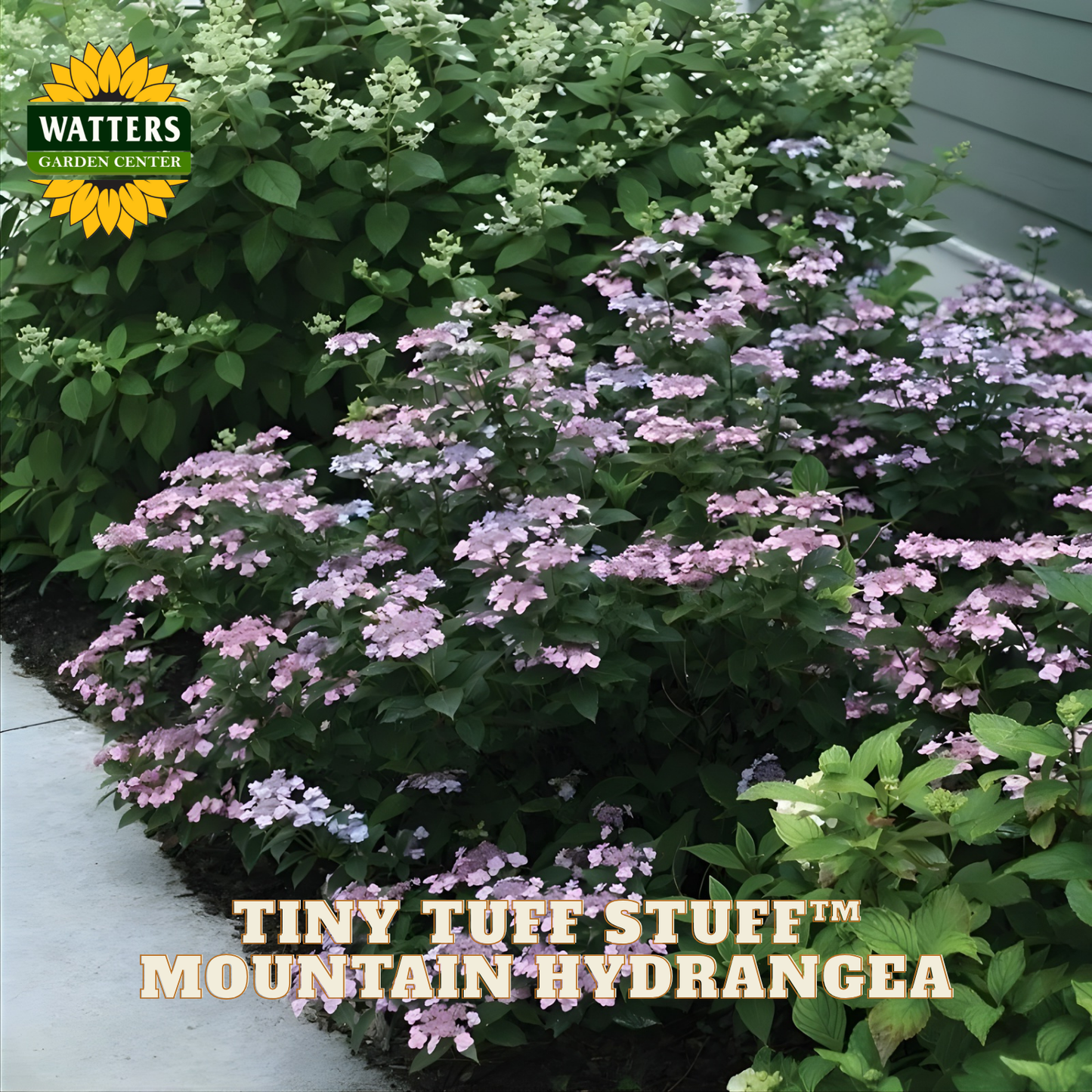 Mountain Hydrangea plant with pink flowers in a garden setting, featuring Watters Garden Center branding.