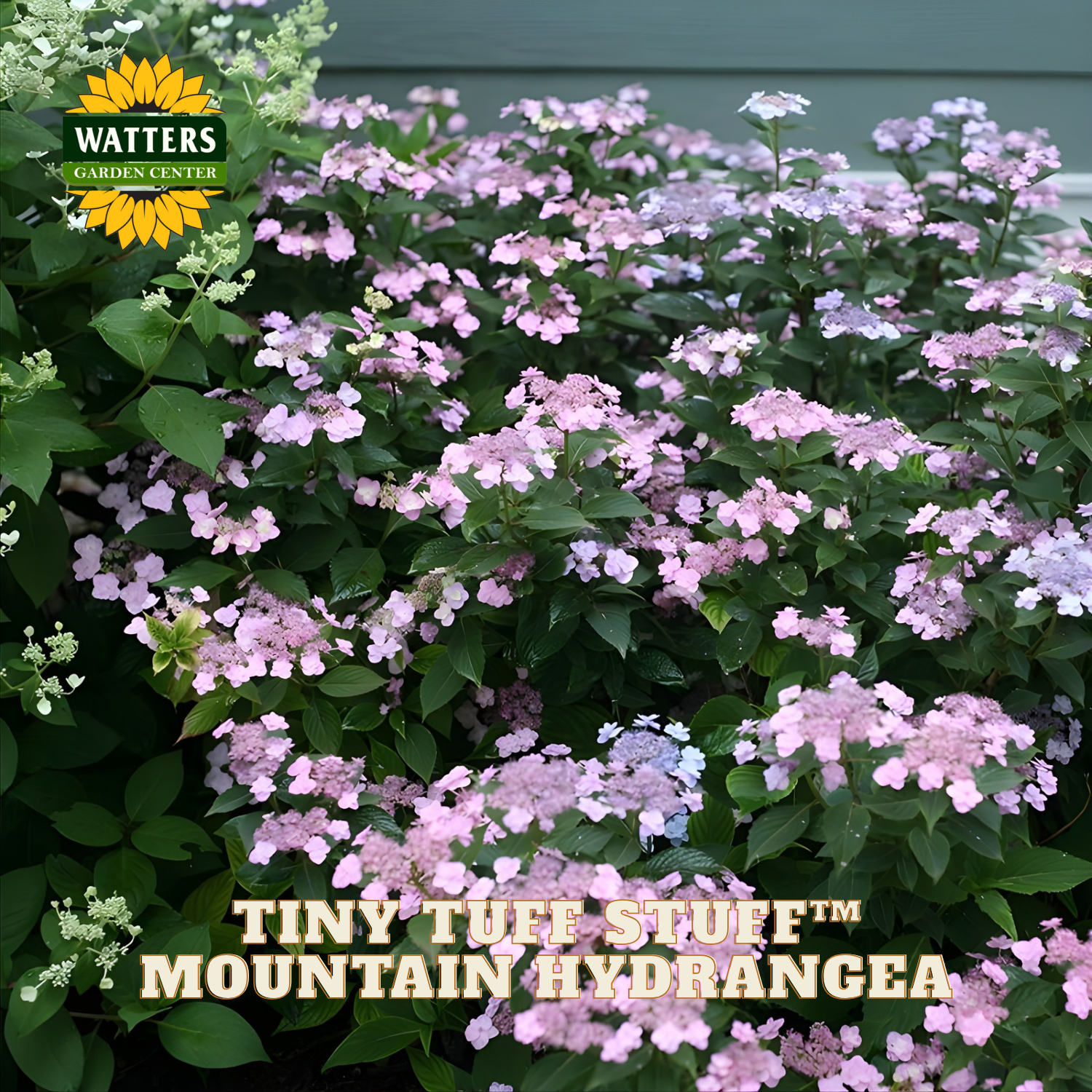 Mountain Hydrangea with Watters Garden Center branding