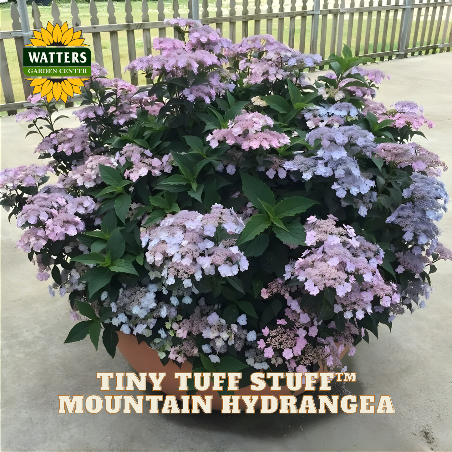 Potted plant of Tiny Tuff Stuff Mountain Hydrangea with Watters Garden Center branding.