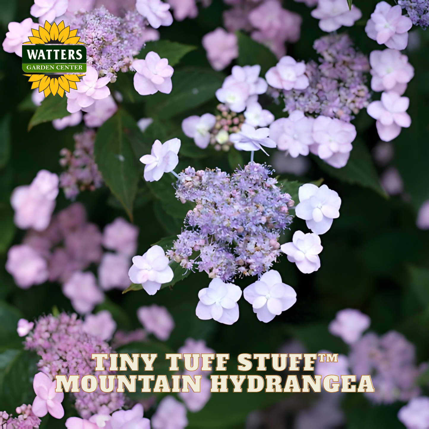 Mountain Hydrangea flowers with Watters Garden Center logo and product name text.