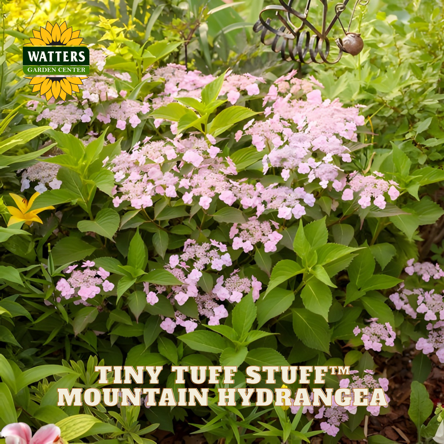 Pink mountain hydrangea plant with green leaves and 'Watters Garden Center' branding.