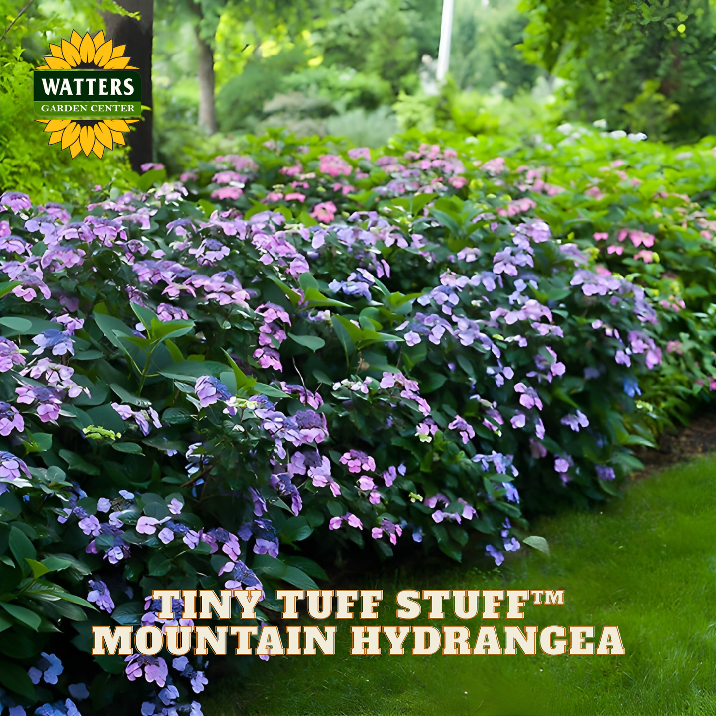 Bush of Tiny Tuff Stuff Mountain Hydrangea with Watters Garden Center branding.