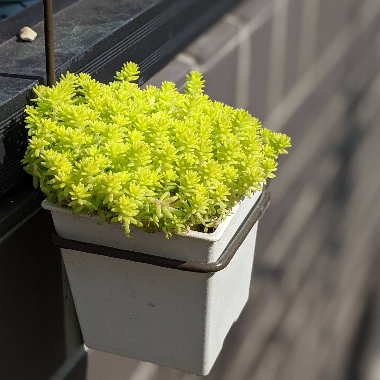 Tokyo Sun Sedum