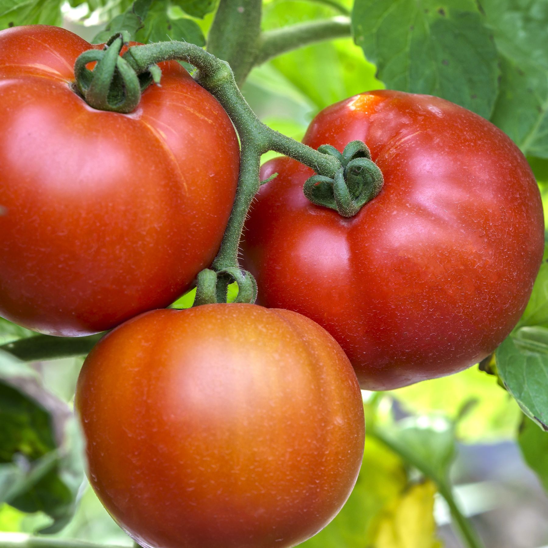 Tomato Large Seed – Watters Garden Center