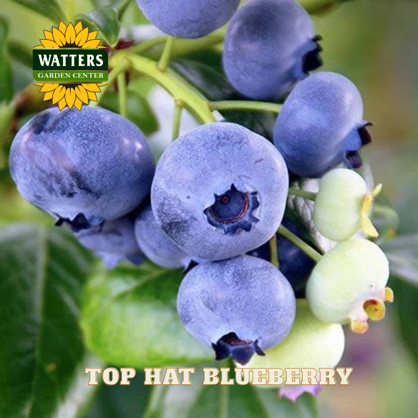 Top Hat Blueberry - 1 gal 8"