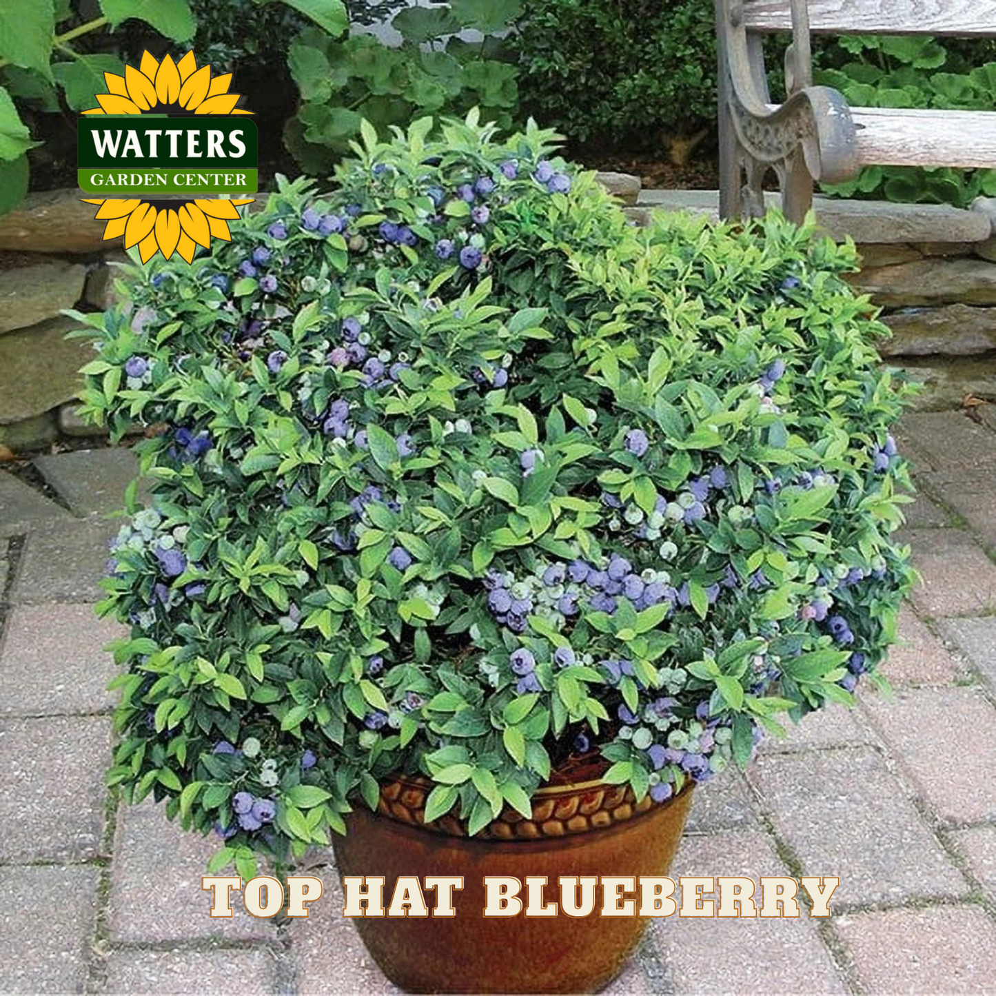 Top Hat Blueberry - 1 gal 8"