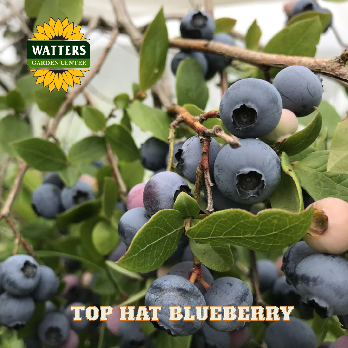 Top Hat Blueberry - 1 gal 8"