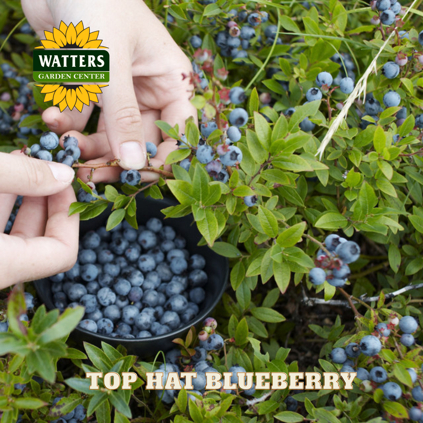 Top Hat Blueberry - 1 gal 8"