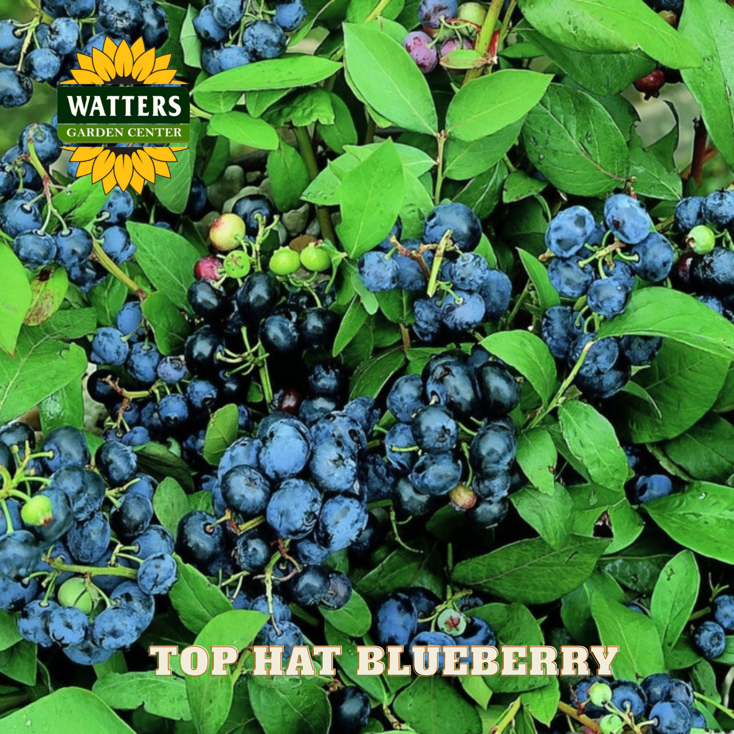 Top Hat Blueberry - 1 gal 8"