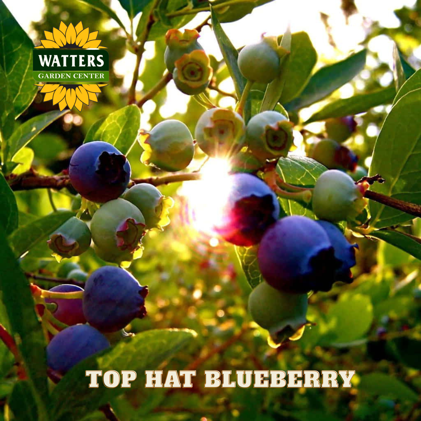 Top Hat Blueberry - 1 gal 8"
