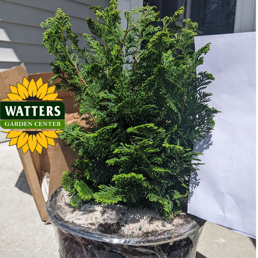Torulosa Hinoki Falsecypress (CHAM. OBTUSA TORULOSA) - 3 gallon 15"
