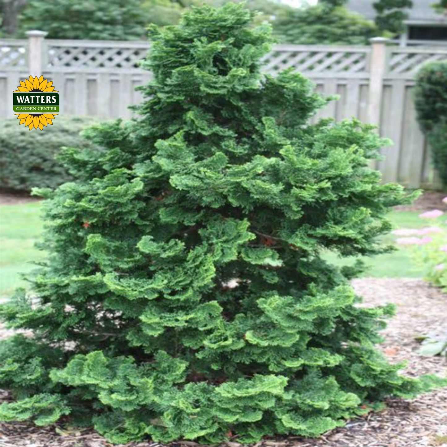 Torulosa Hinoki Falsecypress (CHAM. OBTUSA TORULOSA) - 3 gallon 15"