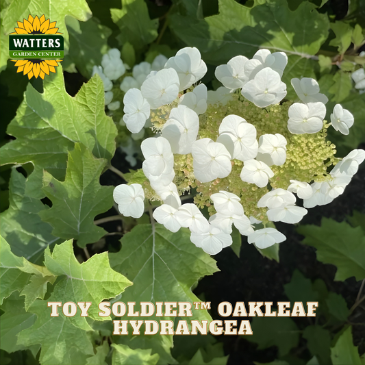 White oakleaf hydrangea flowers with green leaves and Watters Garden Center logo.