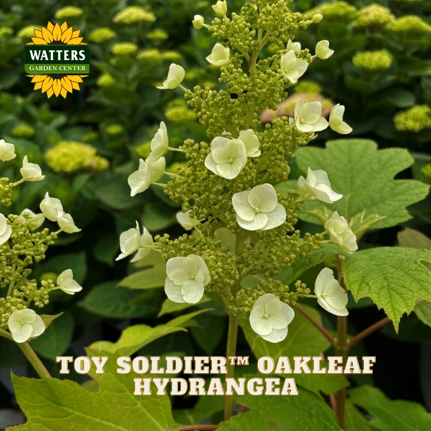 White oakleaf hydrangea flowers with green leaves and Watters Garden Center logo.