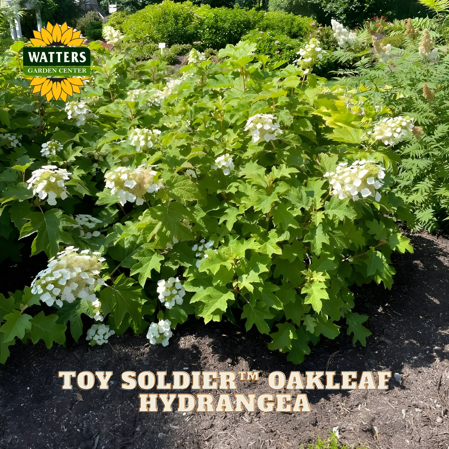 Toy Soldier Oakleaf Hydrangea plant with white flowers and green leaves, branded with Watters Garden Center.