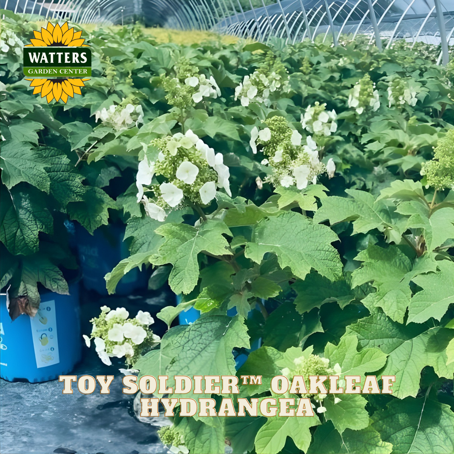 White oakleaf hydrangea flowers with green leaves and Watters Garden Center logo.