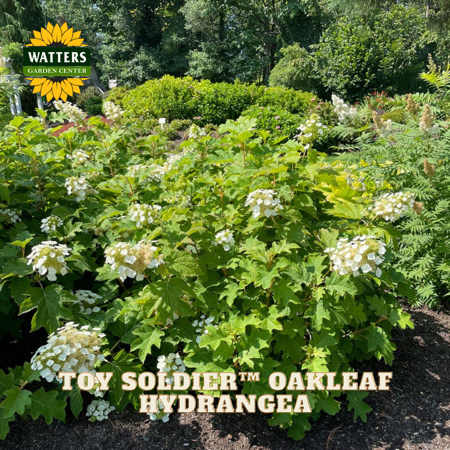 Toy Soldier Oakleaf Hydrangea plant with white flowers in a garden setting, featuring Watters Garden Center logo.