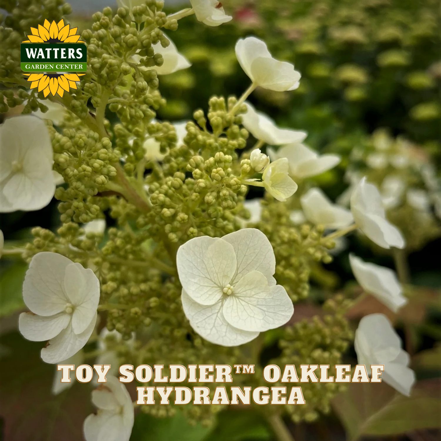 White oakleaf hydrangea flowers with Watters Garden Center logo