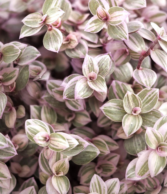 PINK PANTHER TRADESCANTIA 6in