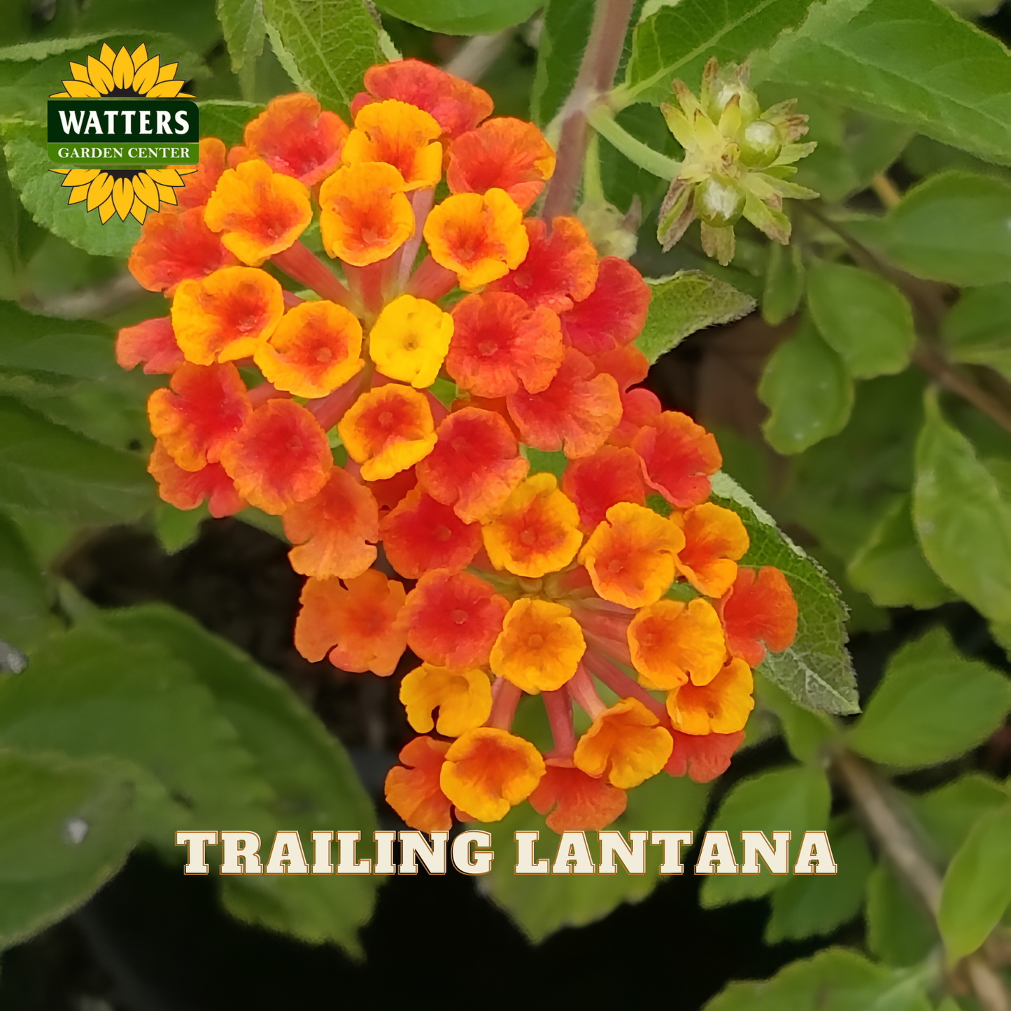 Trailing Lantana flowers with green leaves and Watters Garden Center branding.