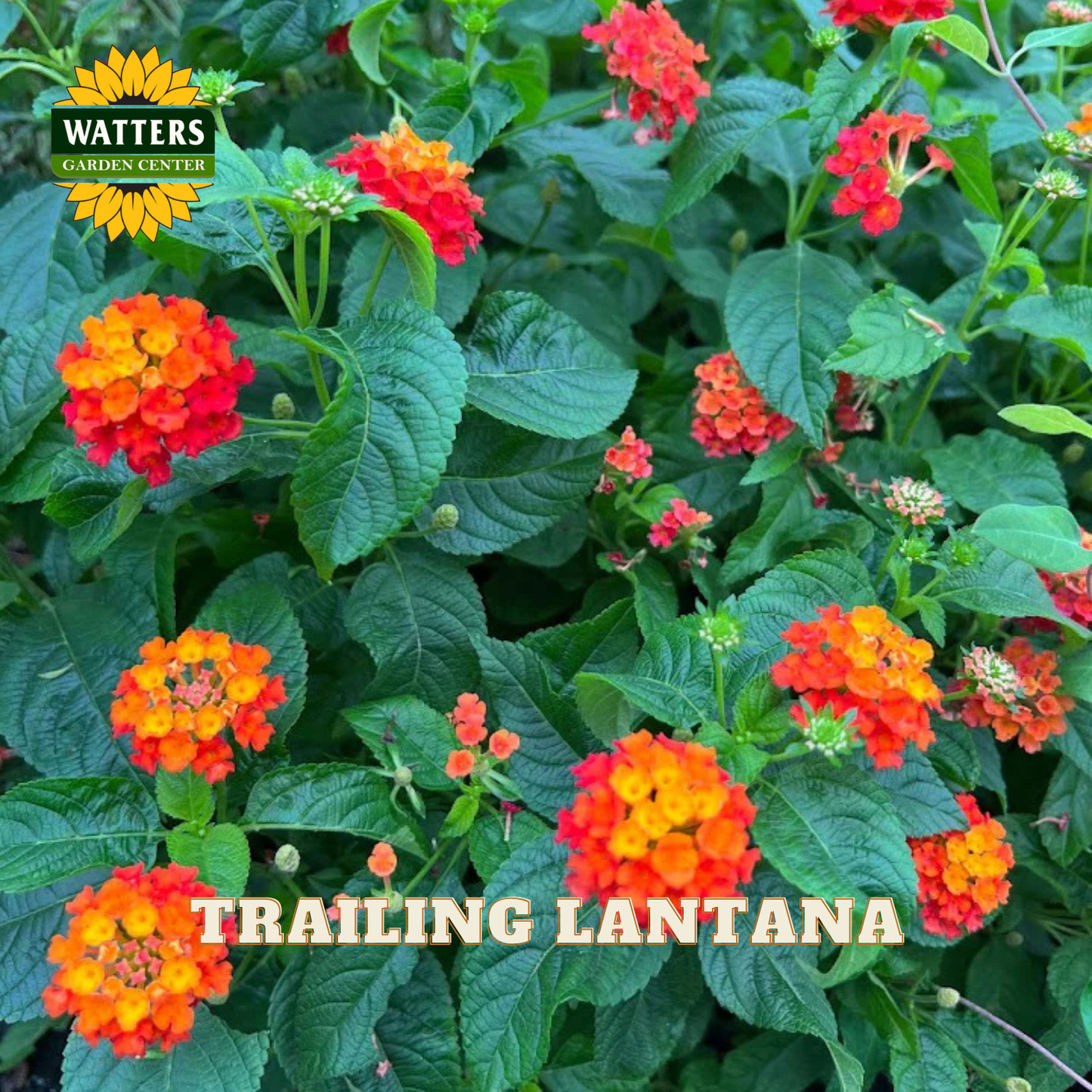 Trailing Lantana with orange and red flowers and green leaves, branded with Watters Garden Center.