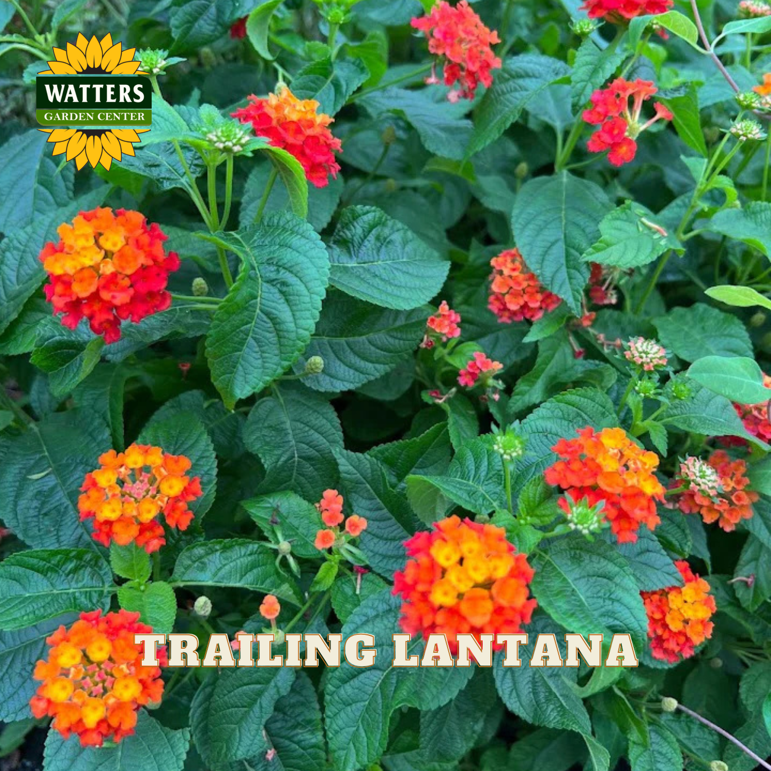 Trailing Lantana with orange and red flowers and green leaves, branded with Watters Garden Center.