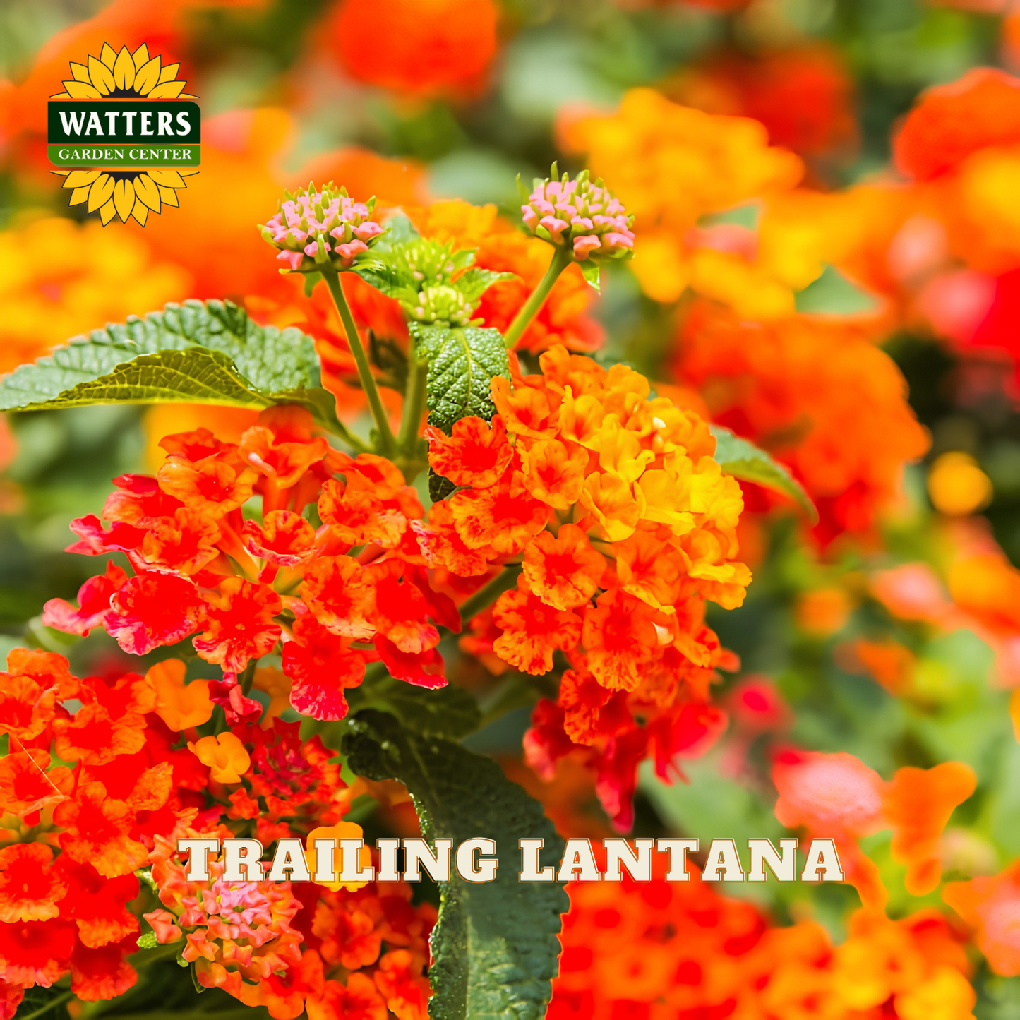 Trailing Lantana flowers with Watters Garden Center logo in the corner.