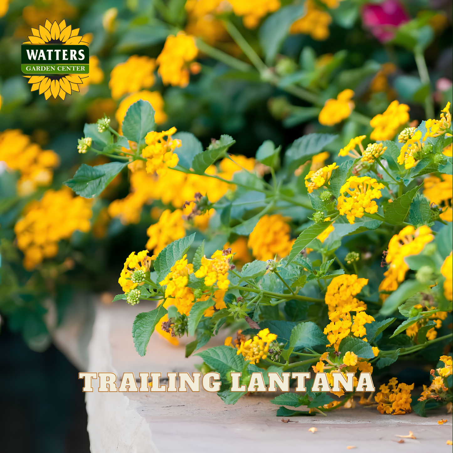 Trailing Lantana plant with yellow flowers on a wooden surface, branded with Watters Garden Center.