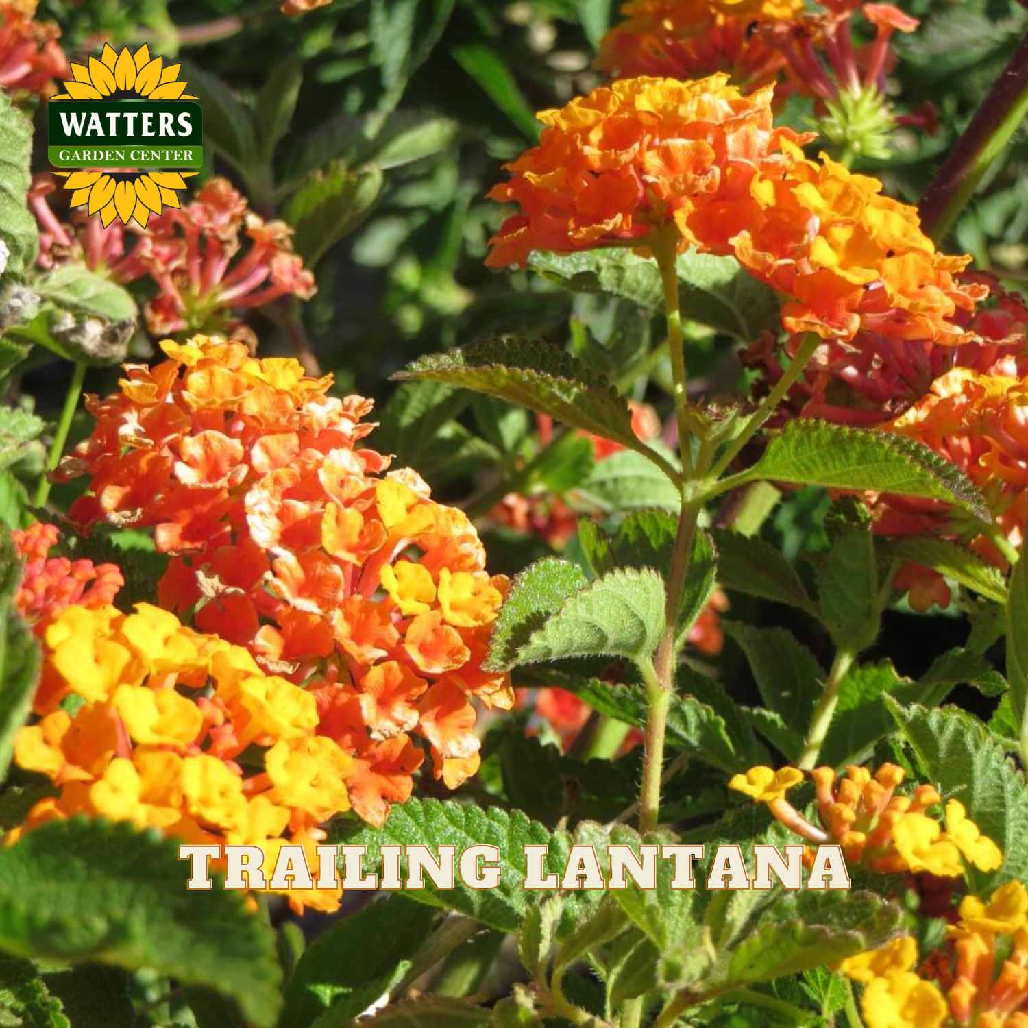 Trailing Lantana flowers with Watters Garden Center branding