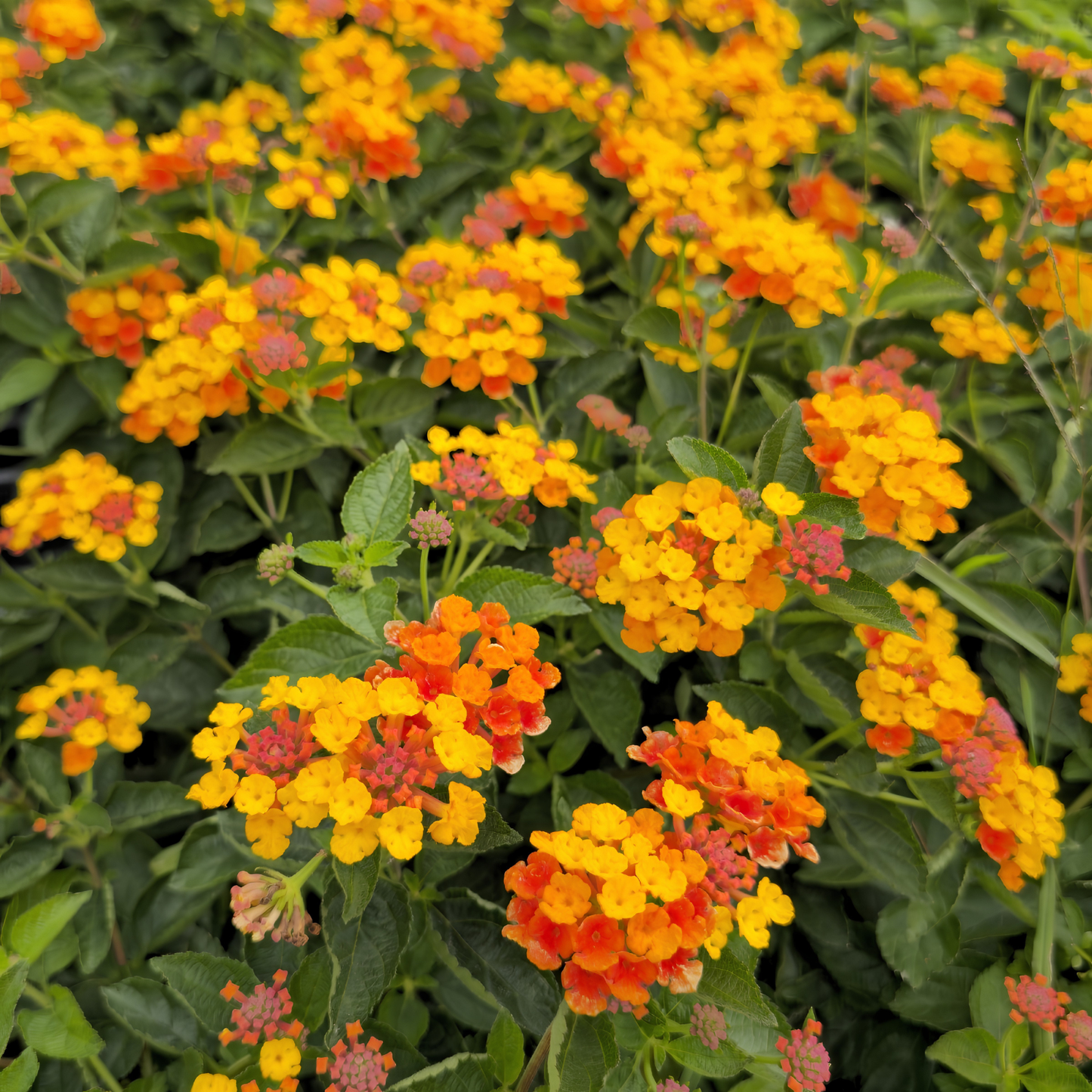 Close-up of a cluster of orange and yellow flowers with green leaves.