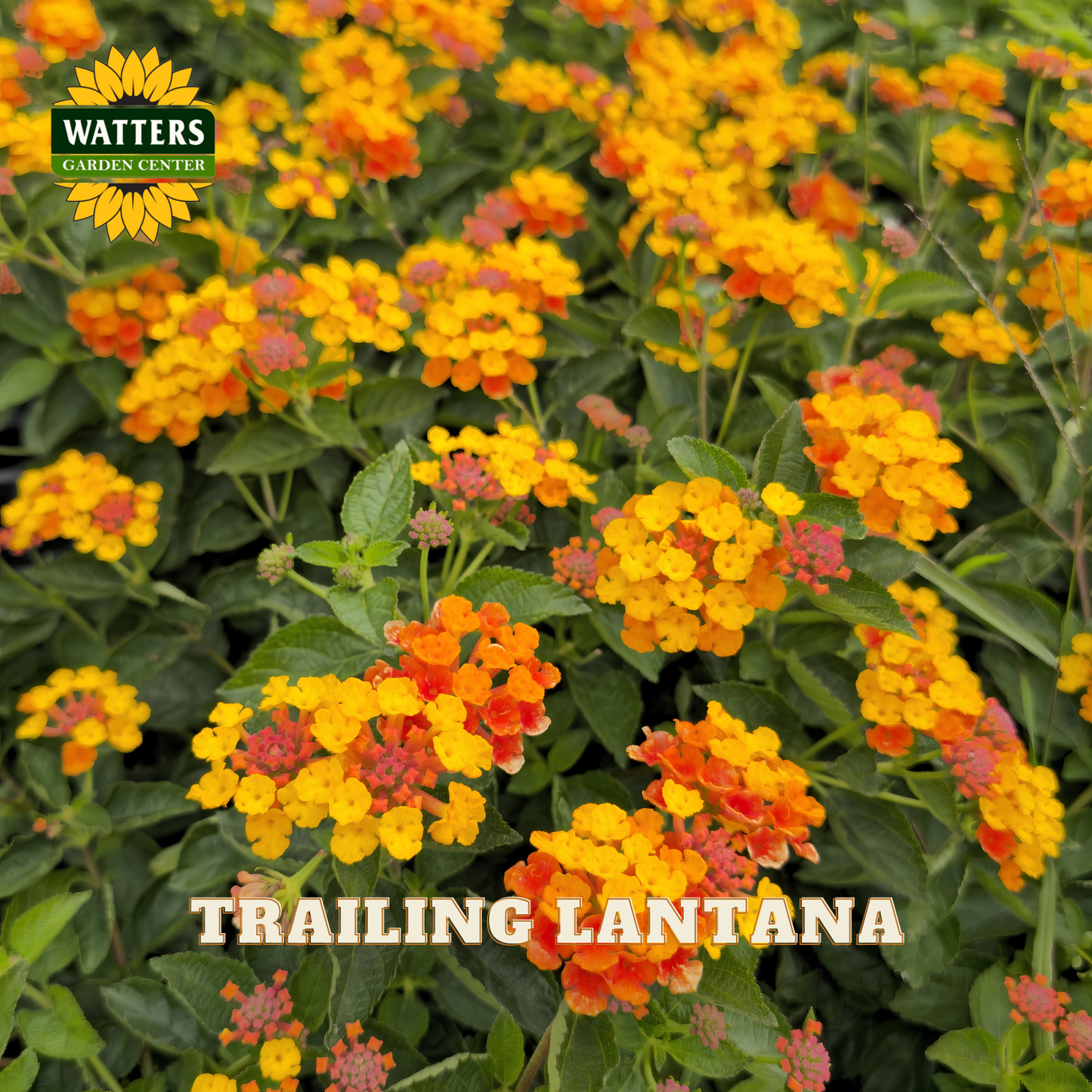 Trailing Lantana flowers with Watters Garden Center logo
