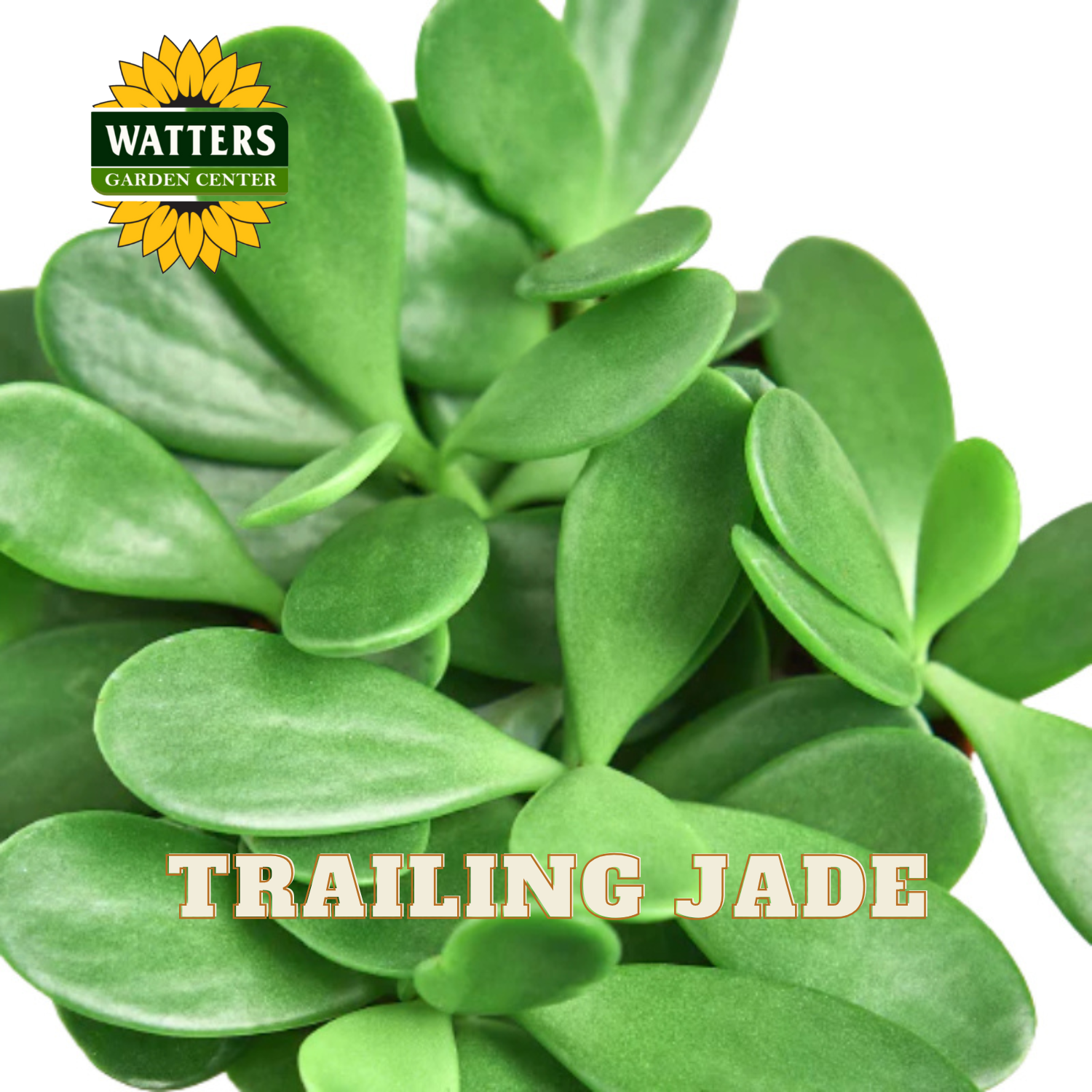 Close up of Trailing Jade Plant with Watters Logo.
