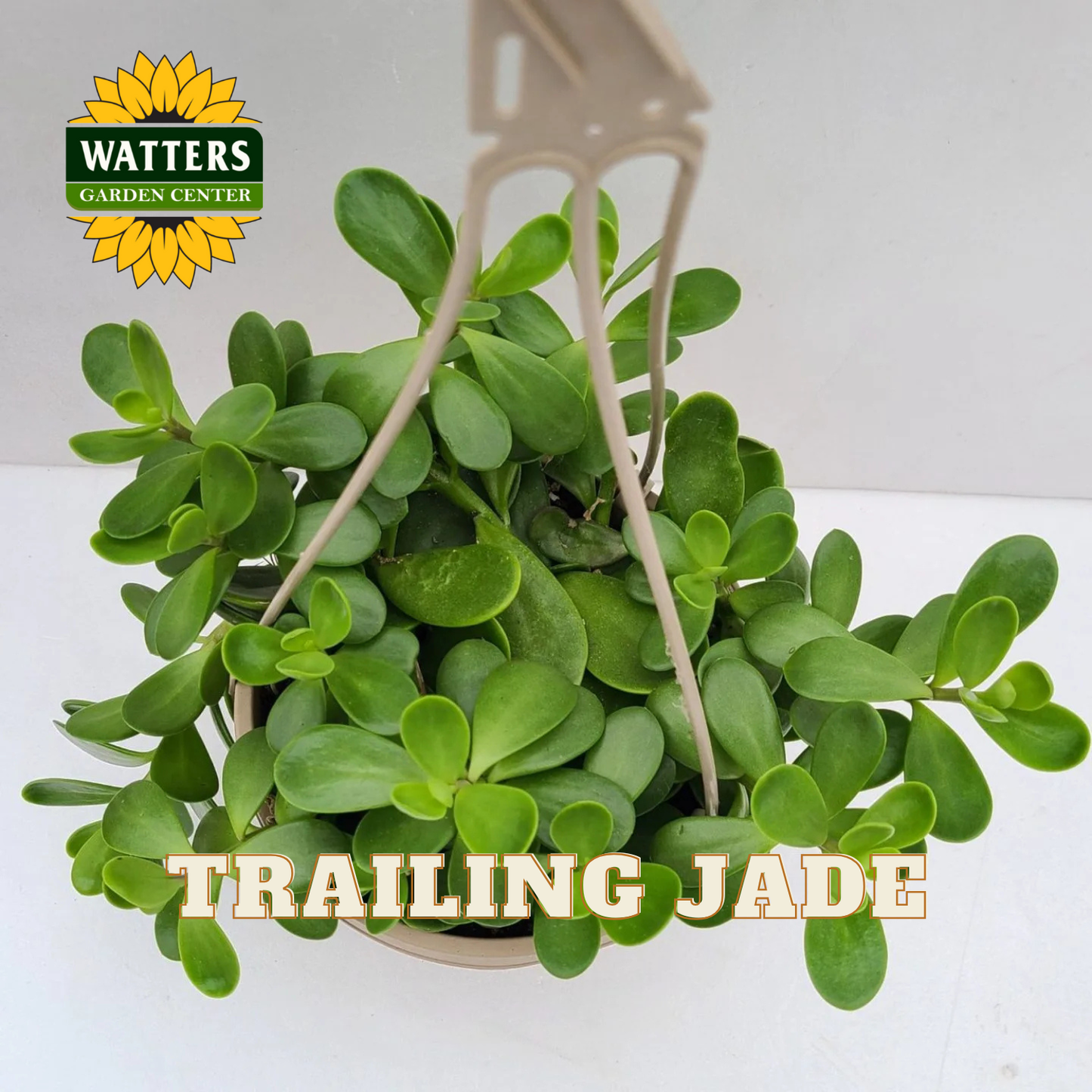 Trailing jade plant in a hanging basket with Watters Garden Center logo.