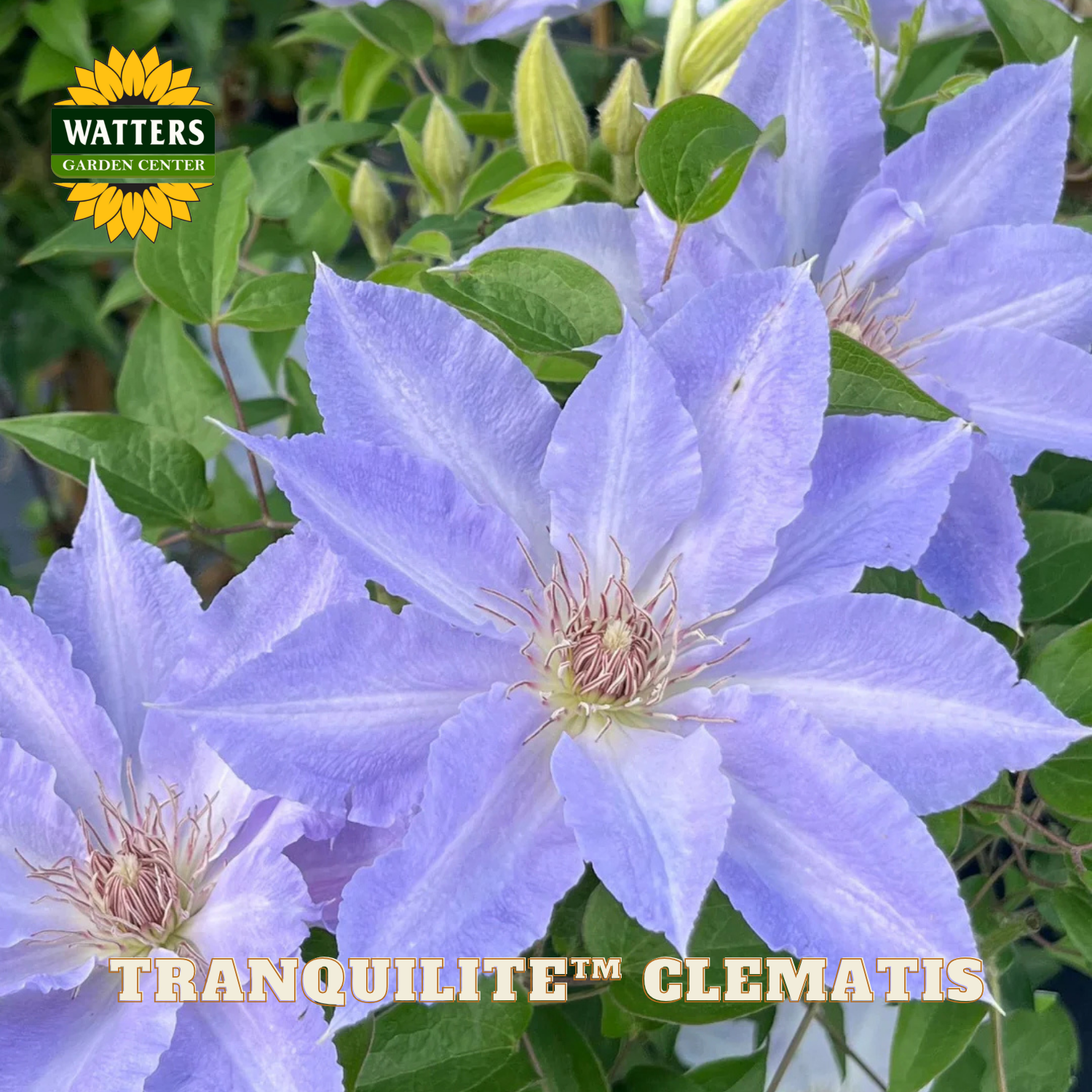 Blue clematis flowers with green leaves and Watters Garden Center branding.