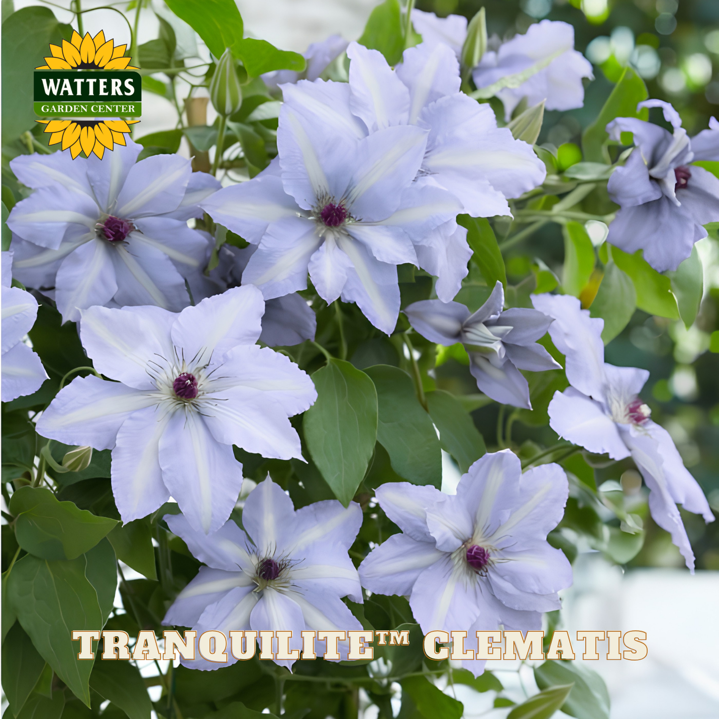Purple and white flowers with green leaves, branded 'Watters Garden Center'.