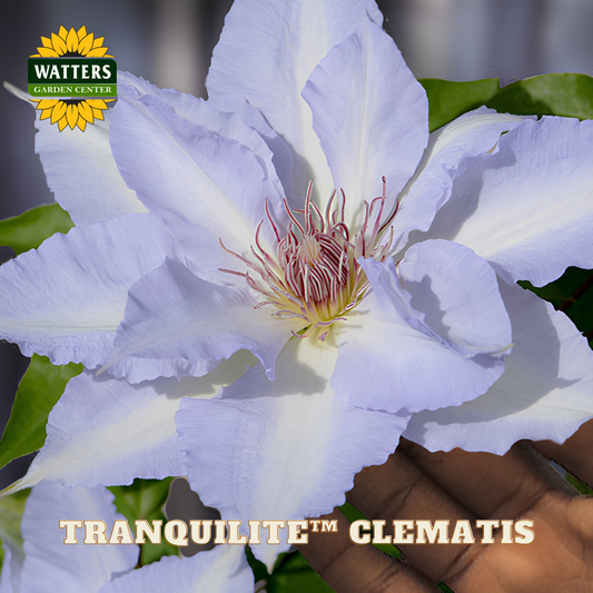 Close-up of a white clematis flower with green leaves, labeled 'Watters Garden Center' and 'Tranquillite Clematis'.