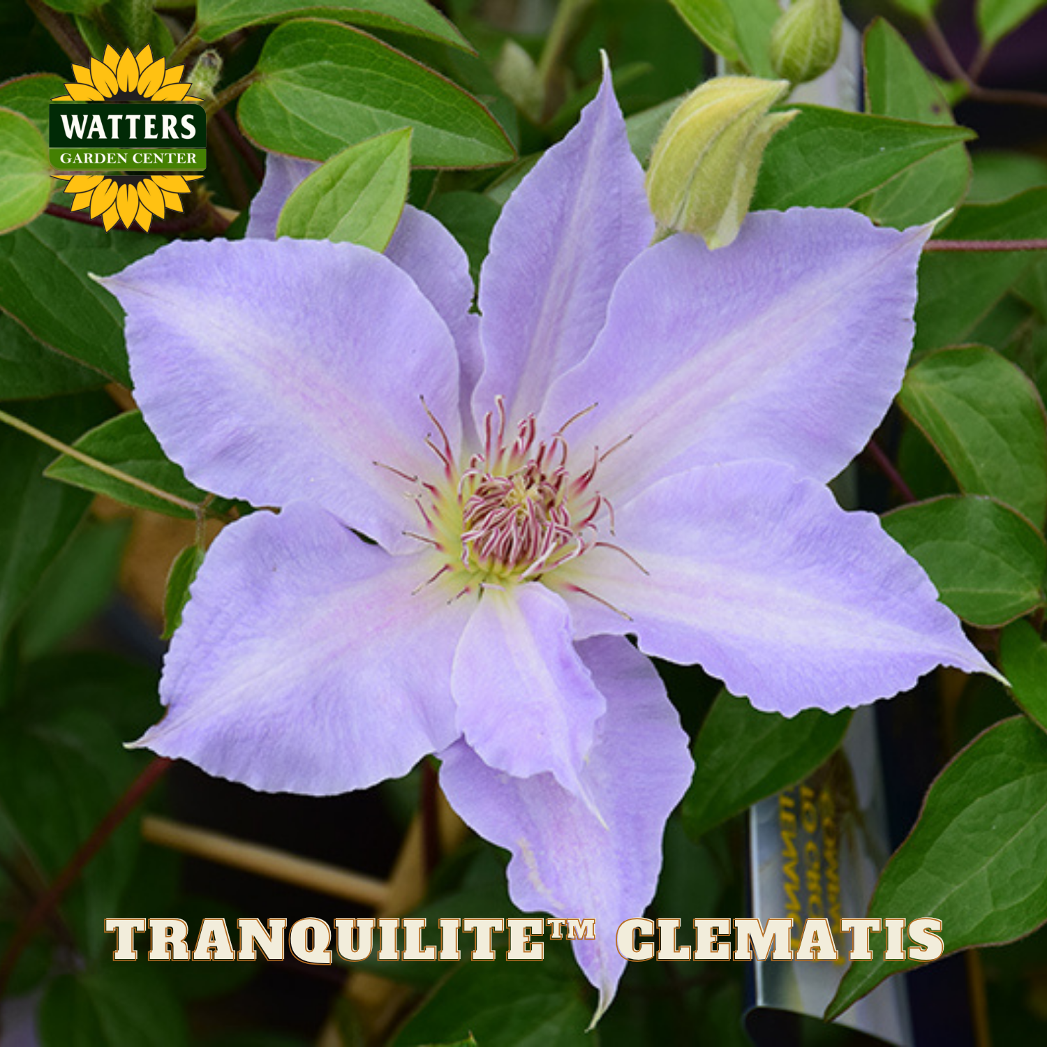Purple clematis flower with green leaves and Watters Garden Center logo.