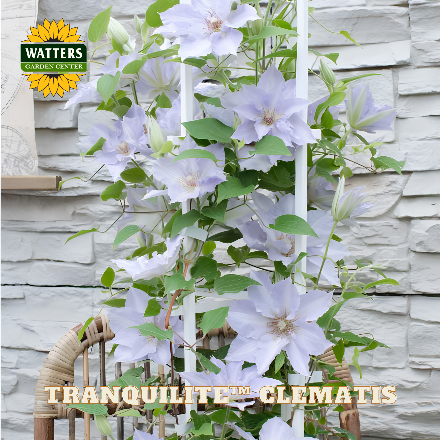 Tranquilite Clematis plant with Watters Garden Center logo against a stone wall background.