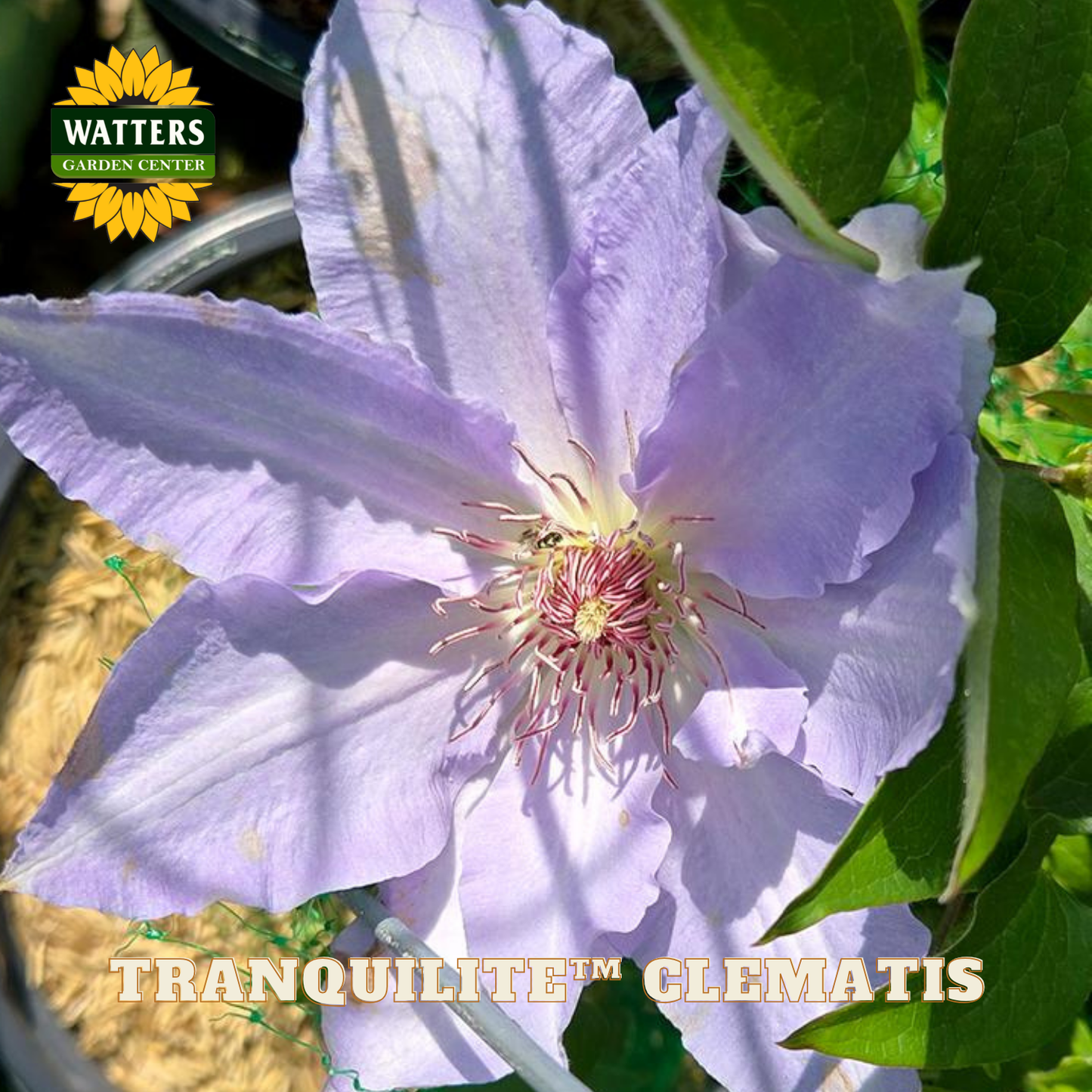 Purple clematis flower with green leaves and Watters Garden Center logo.