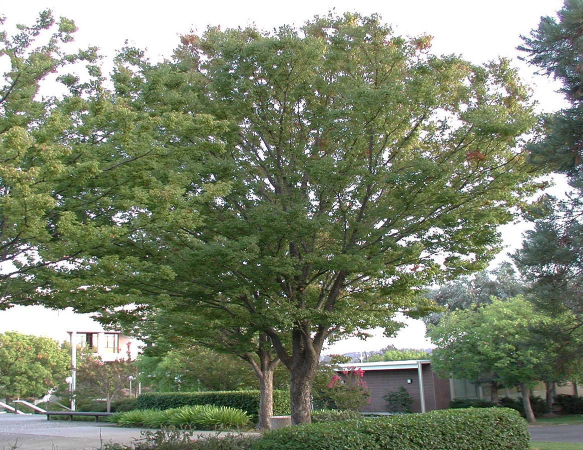 ZELKOVA ELM TREE 25gal
