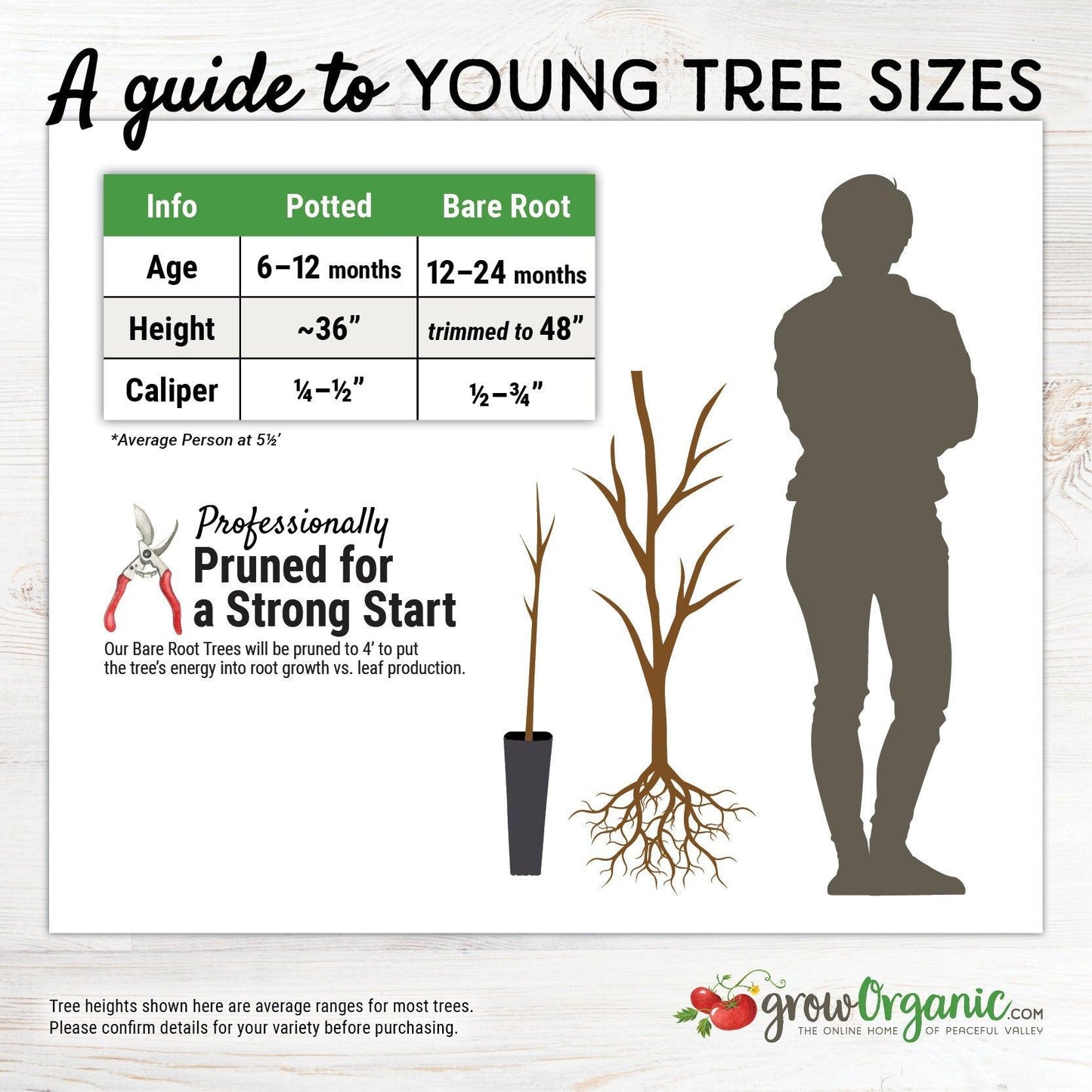 Peach White Lady Tree