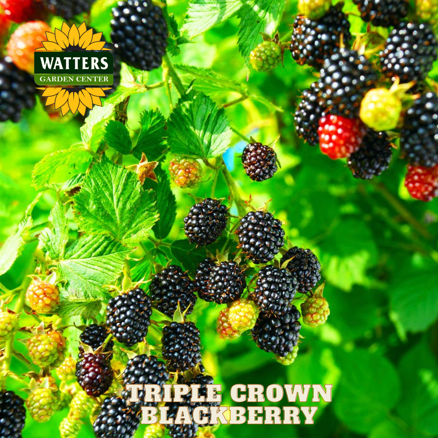 Triple Crown Thornless Blackberry - 1 gal 10"