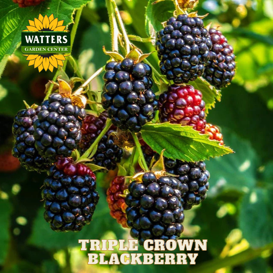 Triple Crown Thornless Blackberry - 1 gal 10"