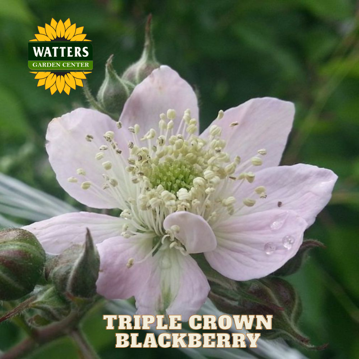 Triple Crown Thornless Blackberry - 1 gal 10"