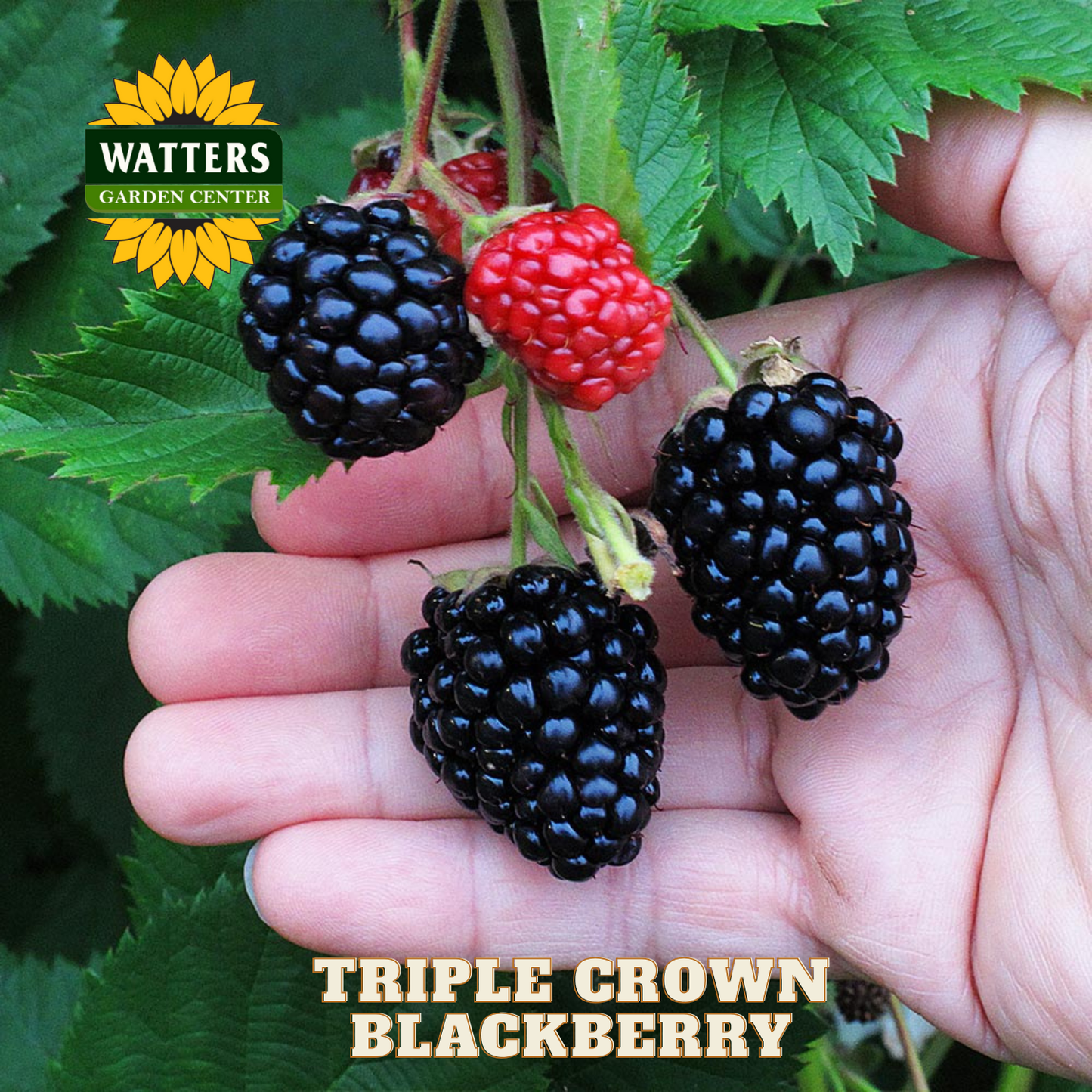 Triple Crown Thornless Blackberry - 1 gal 10"