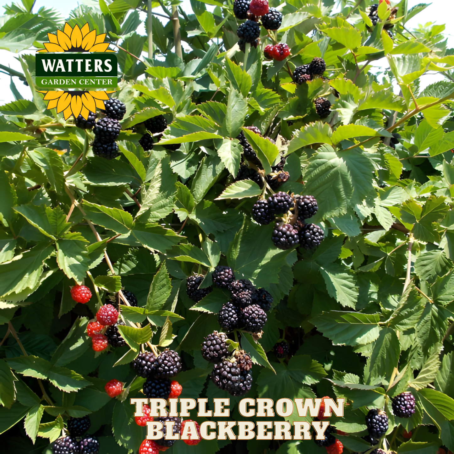 Triple Crown Thornless Blackberry - 1 gal 10"