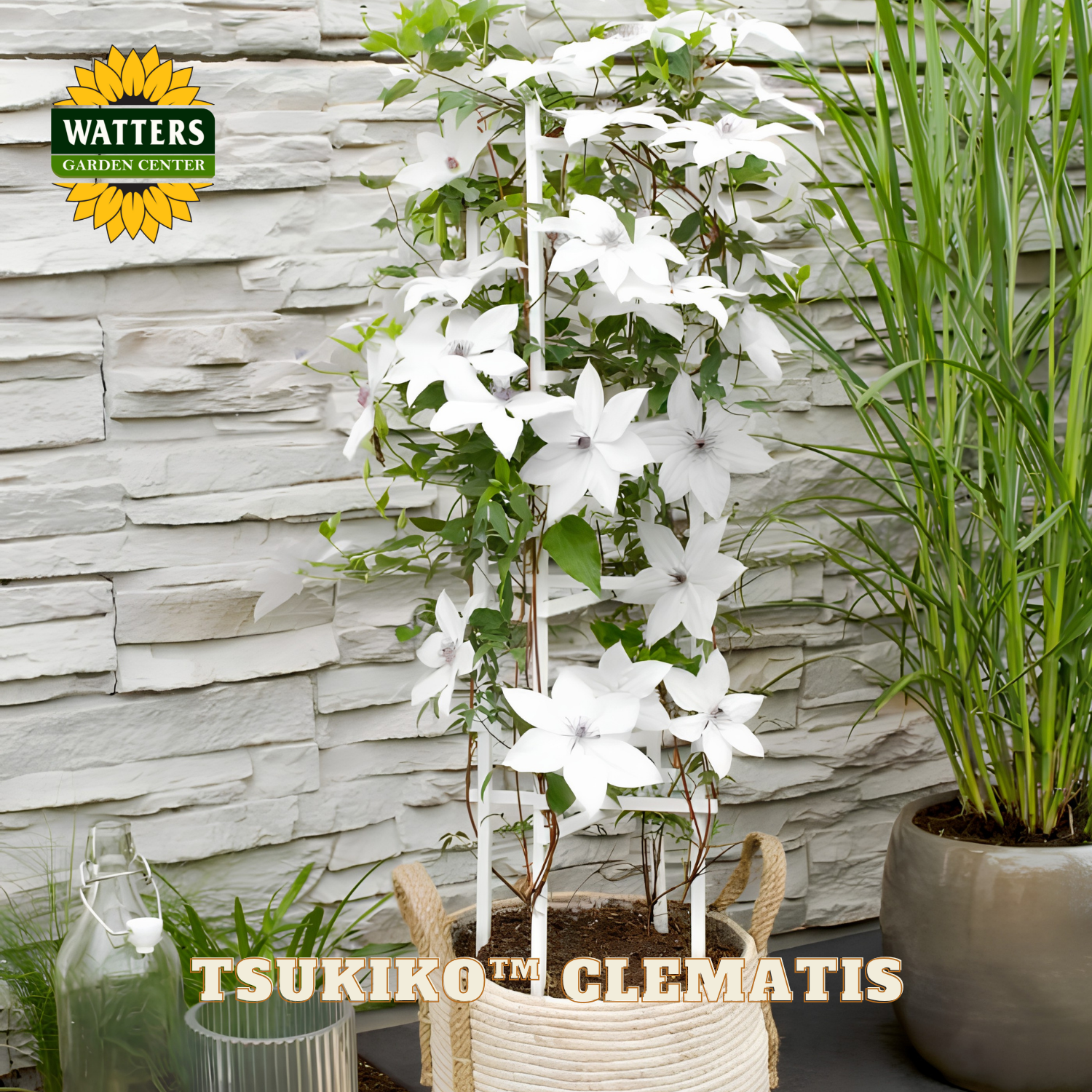White flowering plant in a pot against a stone wall with Watters Garden Center branding.