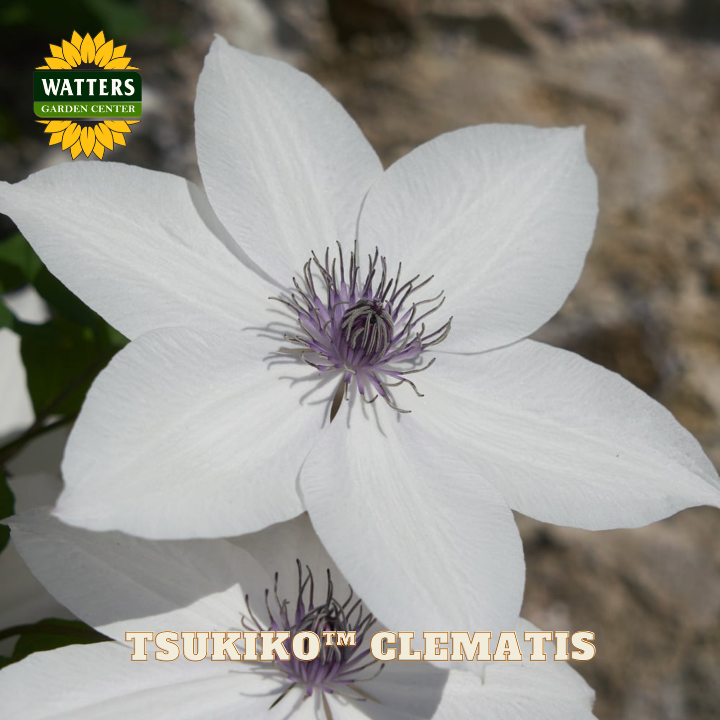 White clematis flower with a blurred background and Watters Garden Center logo.