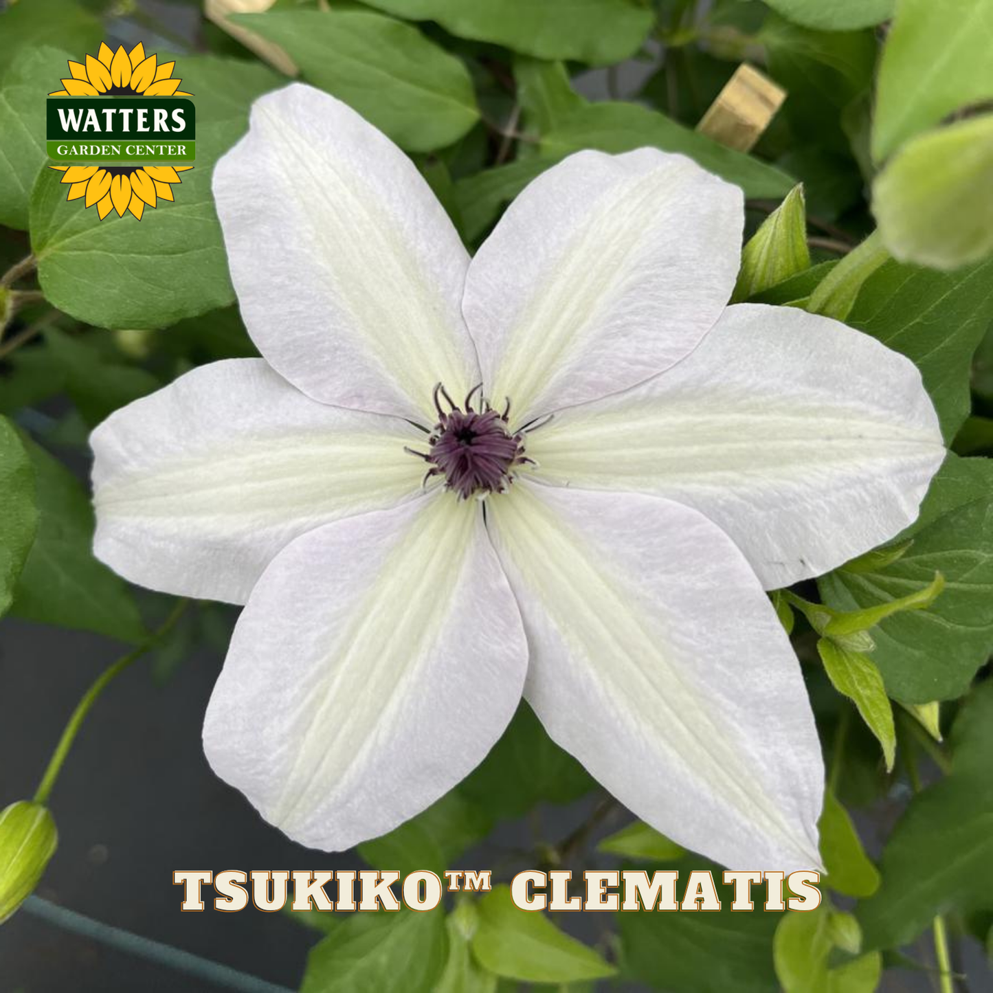 White clematis flower with green leaves and Watters Garden Center logo.
